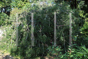 Picture of Callistemon rigidus 