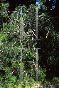 Picture of Callistemon rigidus 