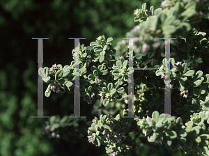 Picture of Atriplex  'Green Cape'