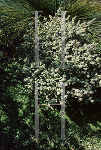 Picture of Atriplex  'Green Cape'