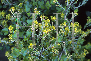 Picture of Ribes aureum var. gracillimum 