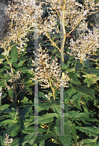 Picture of Polygonum polymorphum 