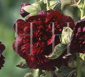 Picture of Alcea rosea 'The Watchman'