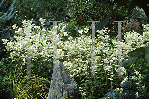 Picture of Filipendula ulmaria 'Plena'