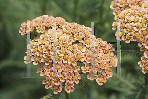 Picture of Achillea millefolium 'Weser River Sandstone'