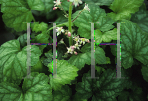 Picture of Heuchera  'Pink Frost'