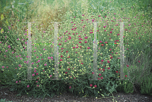 Picture of Knautia macedonica 'Jesse'