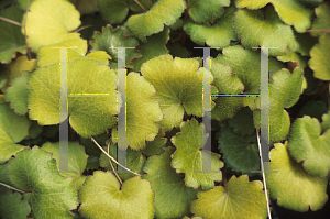 Picture of Saxifraga stolonifera 'Harvest Moon'