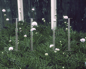 Picture of Armeria  'Apple Blossom'