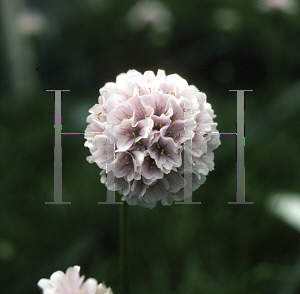 Picture of Armeria  'Apple Blossom'