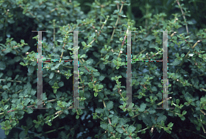 Picture of Ceanothus gloriosus exaltatus 'Emily Brown'