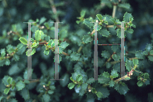 Picture of Ceanothus gloriosus exaltatus 'Emily Brown'