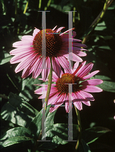 Picture of Echinacea purpurea 'Rubinstern (Ruby Star)'