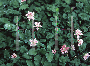 Picture of Erodium  'Dark Eyes'