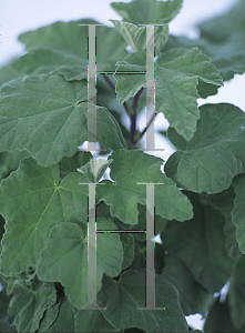 Picture of Lavatera x 'Red Rum'