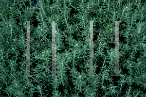 Picture of Ozothamnus rosmarinifolius 'Silver Jubilee'