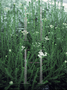Picture of Ozothamnus diosmifolius 
