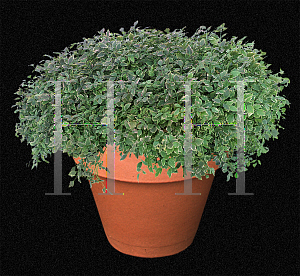 Picture of Oenanthe javanica 'Flamingo'