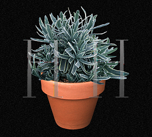 Picture of Lavandula angustifolia 'Silver Edge'