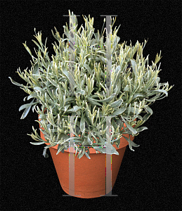 Picture of Lavandula angustifolia 'Silver Edge'
