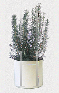 Picture of Rosmarinus officinalis 'Miss Jessop'