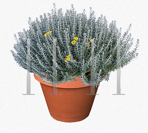 Picture of Helichrysum italicum 'Nana'