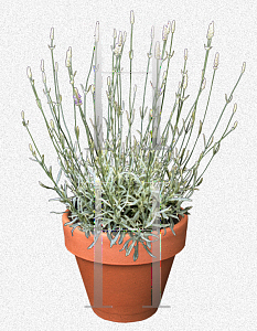 Picture of Lavandula angustifolia 'Silver Edge'