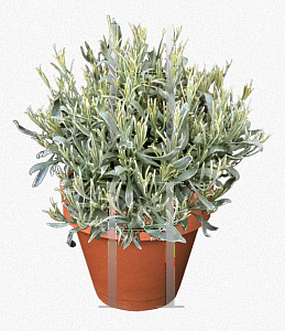 Picture of Lavandula angustifolia 'Silver Edge'