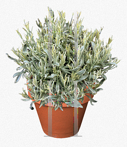 Picture of Lavandula angustifolia 'Silver Edge'