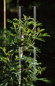 Picture of Lyonothamnus floribundus var. aspleniifolius 