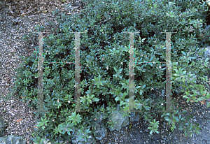 Picture of Arctostaphylos  'Pacific Mist'