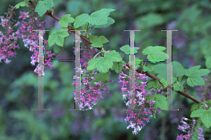 Picture of Ribes sanguineum var. glutinosum 