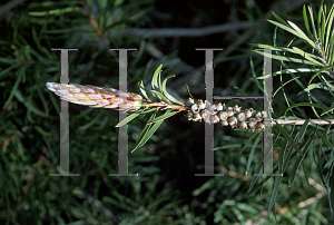 Picture of Callistemon rigidus 