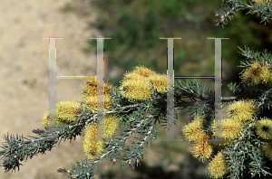 Picture of Melaleuca incana 