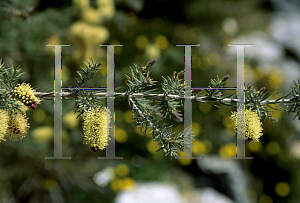 Picture of Melaleuca incana 