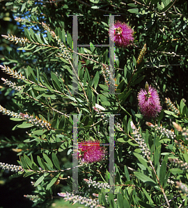 Picture of Callistemon citrinus 'Jeffersii'