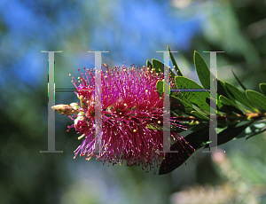 Picture of Callistemon citrinus 'Jeffersii'