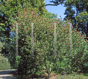 Picture of Callistemon citrinus 'Jeffersii'