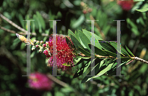 Picture of Callistemon citrinus 'Jeffersii'