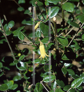 Picture of Correa backhousiana 