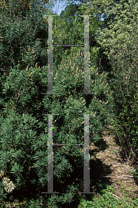 Picture of Callistemon pallidus 