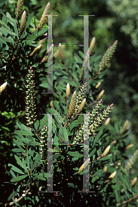 Picture of Callistemon pallidus 