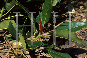 Picture of Ficus macrophylla 