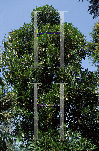 Picture of Ficus macrophylla 