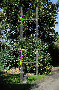 Picture of Ficus macrophylla 