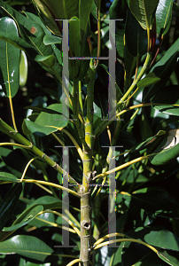 Picture of Ficus macrophylla 