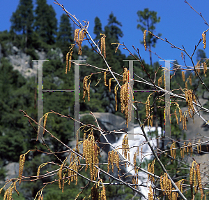 Picture of Alnus rhombifolia 