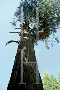 Picture of Calocedrus decurrens 