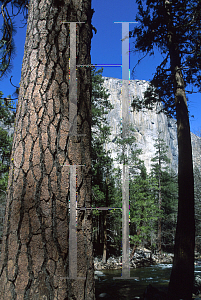 Picture of Pinus ponderosa 