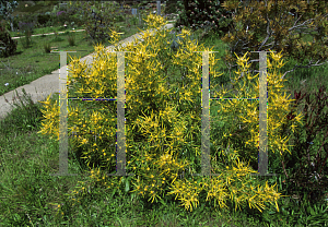 Picture of Leucadendron eucalyptifolium 